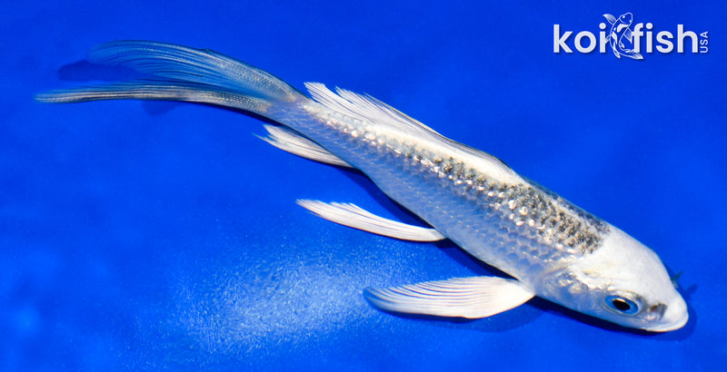 4.5" GINRIN GIN MATSUBA BUTTERFLY