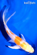 6" LEMON HARIWAKE BUTTERFLY