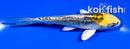 4" KIN KIKOKURYU