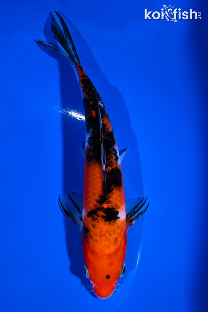 7.25" SANKE