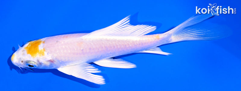 5.25" HARIWAKE BUTTERFLY