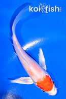 4.5" MARUTEN HARIWAKE BUTTERFLY