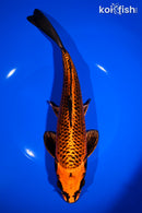 10.5' ORENJI MATSUBA