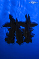 PACK OF (3) 4.5-5.25" TELESCOPE FANTAIL GOLDFISH