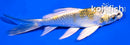 4.5" KUJAKU BUTTERFLY