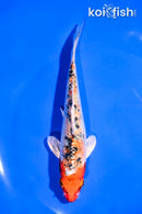 6" YAMATO NISHIKI