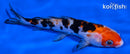 5.5" DOITSU SANKE