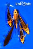PACK OF (5) 4-5" STANDARD KOI