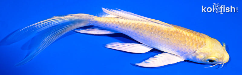 5.25" YAMABUKI OGON BUTTERFLY