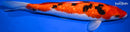 12.25" GINRIN AKA SANKE