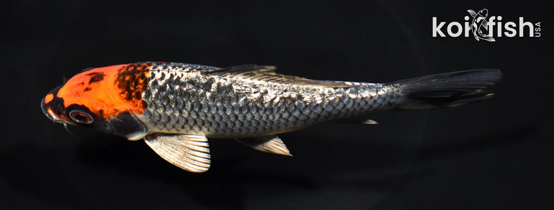 6" GINRIN BENI GINGA