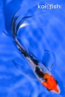 6.5" GINRIN SANKE BUTTERFLY
