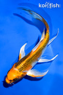 5.5" KUJAKU BUTTERFLY