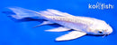 5" DOITSU PLATINUM OGON BUTTERFLY