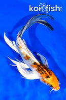 7.5" YAMATO NISHIKI BUTTERFLY