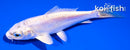 4.5" DOITSU PLATINUM OGON