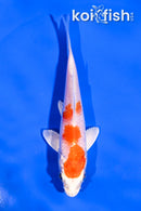 4" HARIWAKE