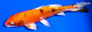 7" HEISEI NISHIKI