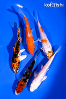 PACK OF (5) 3-4" STANDARD KOI