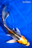 5.5" KUJAKU BUTTERFLY