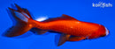 5.25" WATONAI GOLDFISH