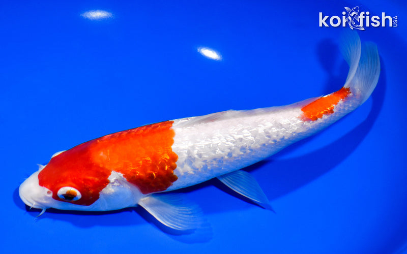 9.5" GINRIN KOHAKU