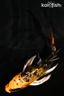 5" YAMATO NISHIKI BUTTERFLY