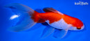 6.5" SARASA WATONAI GOLDFISH