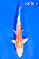 4.5" HARIWAKE