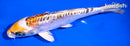 6.75" BENI KIKOKURYU