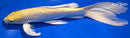 9.75" GINRIN YAMABUKI OGON BUTTERFLY