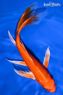 8.75" ORENJI OGON BUTTERFLY