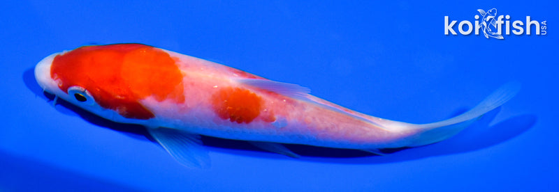 5" KOHAKU