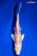 5.75" DOITSU YAMABUKI OGON