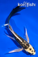 5" GINRIN ARAGOKE KABUTO BUTTERFLY