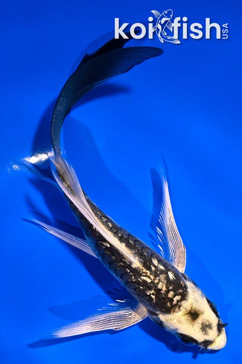 5" GINRIN ARAGOKE KABUTO BUTTERFLY