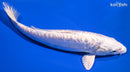 9" GINRIN DOITSU PLATINUM OGON