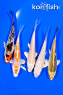 PACK OF (5) 4.25-4.5" MIXED STANDARD KOI