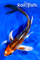 7.5" GINRIN BENI GINGA BUTTERFLY