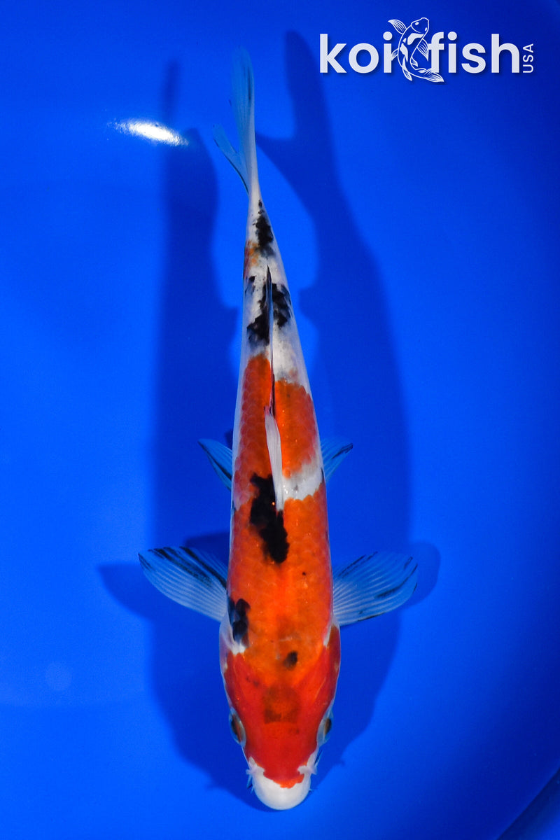 7.5" SANKE