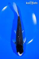 8" MATSUKAWABAKE