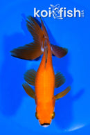 5.75" WATONAI GOLDFISH