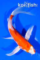 7.25" HARIWAKE BUTTERFLY