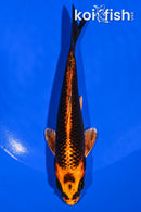 6.5" ORENJI MATSUBA