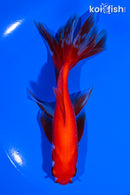 6" WATONAI GOLDFISH