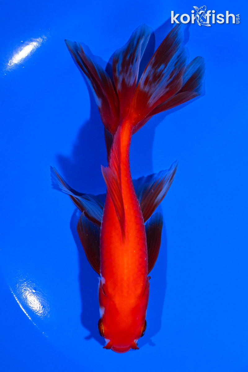 6" WATONAI GOLDFISH