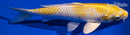 7.25" LEMON HARIWAKE