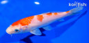 6.5" KOHAKU
