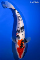 13.75" SANKE