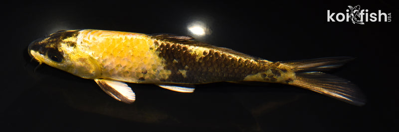 7.75" KIN KI UTSURI